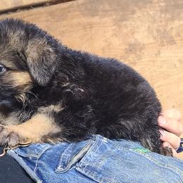Black - Black and red female German Shepherd puppy in Carbondale, Kansas from T and M Elite Europeans German Shepherds