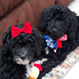 Sprout Teal - Black and white male Bernedoodle puppy in Vernon, Texas from Sugarland's Texas Goldendoodles