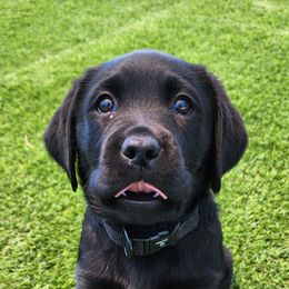 Labrador Retriever Puppies from Steele Caliber Retrievers