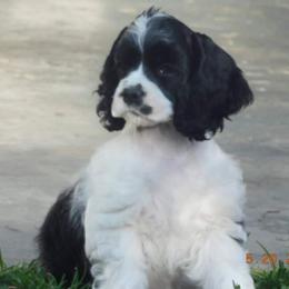 Cocker Spaniel Puppies from Doc's Cockers