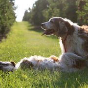 Welsh Springer Spaniels from Long Lane Welsh