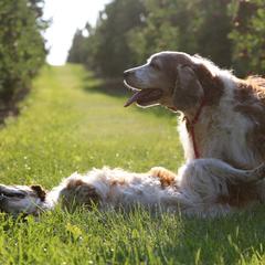 Welsh Springer Spaniels from Long Lane Welsh