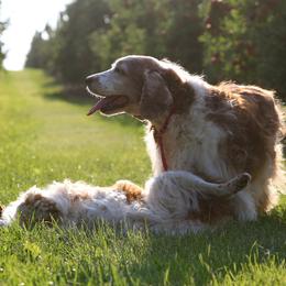Welsh Springer Spaniels from Long Lane Welsh