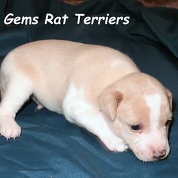 Boy 1 - White and apricot male Rat Terrier puppy in Shelbyville, Tennessee from Gems Rat Terriers
