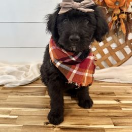 Ladybug - Black and white female Aussiedoodle puppy in Taylors, South Carolina from Aspen Mountain Doodles LLC
