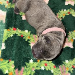 Light pink collar - Gray female Cane Corso puppy in Rochester, New York from Forbidden Fruits Kennels