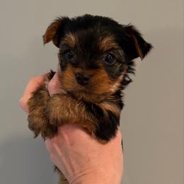 Champion sired Chip - Black and gold male Yorkshire Terrier puppy in Forest Hill, Maryland from Chikito's Yorkies