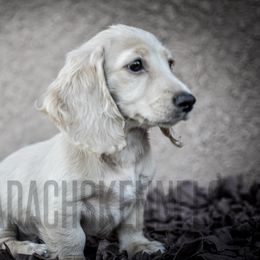 Honey - Cream female Dachshund puppy in Visalia, California from Paradachs Kennels