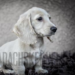 Honey - Cream female Dachshund puppy in Visalia, California from Paradachs Kennels