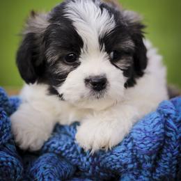 Boy 4 - White male Bichon Frise puppy in Mesa, Arizona from Teddy Bears of Arizona