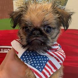 Bear - Belge male Brussels Griffon puppy in Brooks, Georgia from Brooks Berner Bears & Brussels Griffons