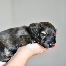 Dorothy - Cream female Dachshund puppy in Youngstown, Florida from Paradox Dachshunds