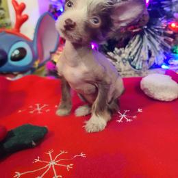 Hlf2 - White and chocolate female Chinese Crested puppy in New Castle, Pennsylvania from Long Rotts & Long Haul Cresteds
