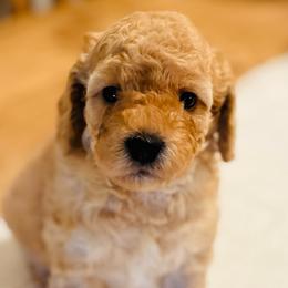 Boy 2 - Cream male Goldendoodle puppy in Midland, Texas from Doodlealltheway