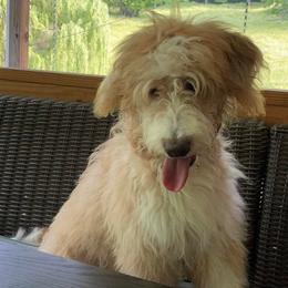 Aussiedoodles from The Carpenters Doodles