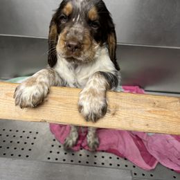English Springer Spaniel All Grown Up from Angel English Springer Spaniels