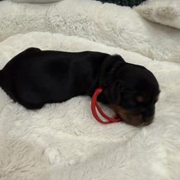 Theo - Black and tan male Cavalier King Charles Spaniel puppy in Ocala, Florida from Ray of Sunshine Spaniels LLC