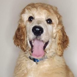 Boy 3 - Apricot Poodle puppy in Wildwood, Florida from Carolyn's Service Poodles