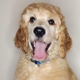 Boy 3 - Apricot Poodle puppy in Wildwood, Florida from Carolyn's Service Poodles