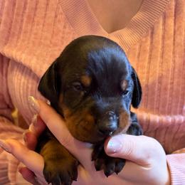 Black Male - Black and rust male Doberman Pinscher puppy in Centralia, Missouri from TopSpots Farm