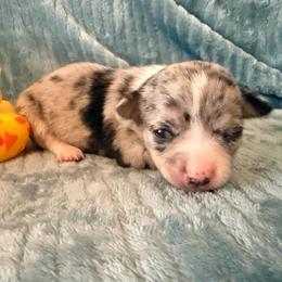 Louis AKC - Blue merle male Chihuahua puppy in Seneca, Missouri from Stephanie’s Puppy Colony