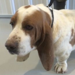 Basset Hounds from Jafen Kennel