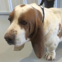 Basset Hounds from Jafen Kennel