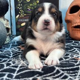 Morticia - Black tri-color female Australian Shepherd puppy in Wrightstown, New Jersey from Hartzland Farm Australian Shepherds
