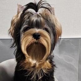 Freedom - Yorkshire Terrier
