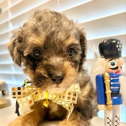 HASHBROWN - Merle male Bernedoodle puppy in Houston, Texas from Pia’s Doodle Poodle Wag