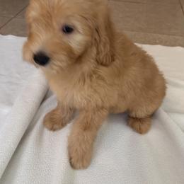 Goldie - Apricot female Goldendoodle puppy in Headland, Alabama from Amber Moon Goldendoodles