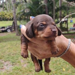 Veruca - Chocolate and tan female Dachshund puppy in Florida from Lazy Acres Farm