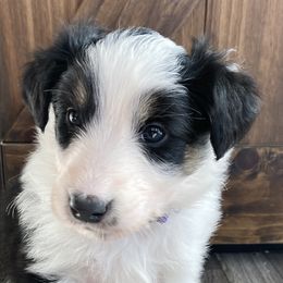 Polly - Black white and tan Old Time Scotch Collie puppy in Mars Hill, North Carolina from Brambly Mountain Farm