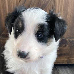 Polly - Black white and tan Old Time Scotch Collie puppy in Mars Hill, North Carolina from Brambly Mountain Farm