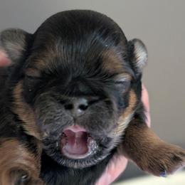 Theodore - Chocolate and tan male Shih Tzu puppy in Lostant, Illinois from Bella's Babies