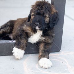 Bernedoodle Puppies from The Canine Society