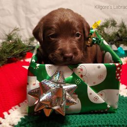 Labrador Retriever Puppies from Kilgore’s Labrador Retrievers