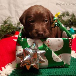 Labrador Retriever Puppies from Kilgore’s Labrador Retrievers