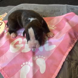 Girl 1 - Brindle female Boxer puppy in Lakeland, Florida from Cote's Boxers