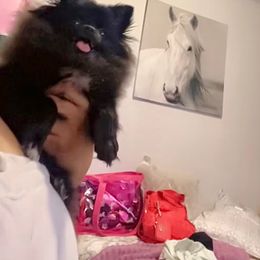Pomeranian Puppies from Luxury Poms