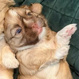 Ayla - Liver and white female Shih Tzu puppy in Orlando, Florida from Shih Tzu Puppy in Orlando
