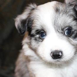 Miniature Australian Shepherd and Toy Australian Shepherd Puppies from Bar IV Aussies