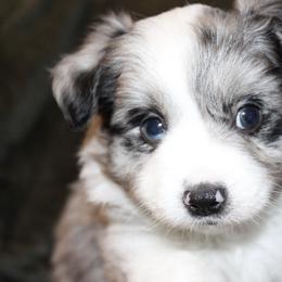 Miniature Australian Shepherd and Toy Australian Shepherd Puppies from Bar IV Aussies