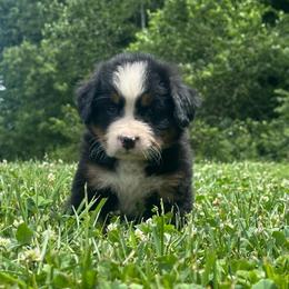Fritz - Black rust and white male Bernese Mountain Dog puppy in Dundee, Ohio from Steinhaus Dogs