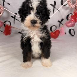 Hershey - Tri-color male Bernedoodle puppy in Luana, Iowa from Country View Bernedoodles and Goldendoodles