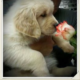 Golden Retriever Puppies from Goldminer Goldens