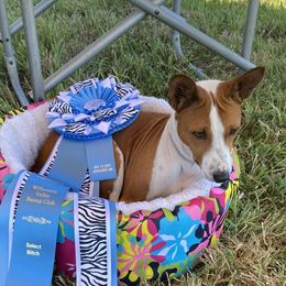 JANE - Basenji