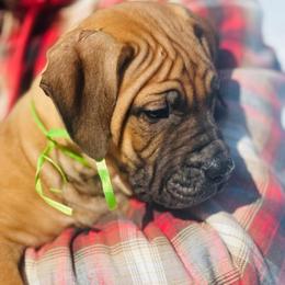 Green female - Red female Boerboel puppy in Rockford, Illinois from Adoraboerboels