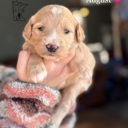 August - Cream Goldendoodle puppy in Lancaster, Minnesota from North Star Dog Training