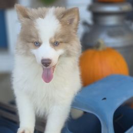 Ben - Lavender male Pomsky puppy in Christiana, Tennessee from Smoky Mountain Pomskies